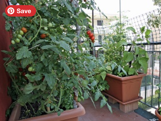 Photo of tomato plants